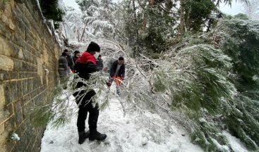 Kartal Belediyesi ekiplerinden devrilen ağaca müdahale