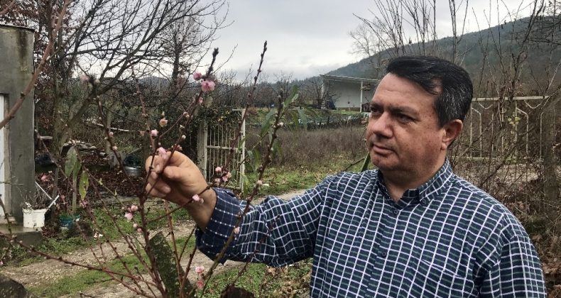 Kaz Dağları eteklerindeki şeftali ağacı çiçek açtı