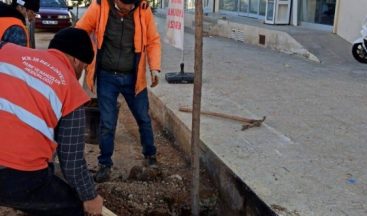 Kilis’te Semaver Yakmak İçin Kesilen Ağacın Yerine Yenisi Dikildi