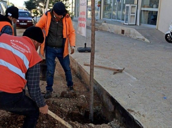 Kilis’te Semaver Yakmak İçin Kesilen Ağacın Yerine Yenisi Dikildi