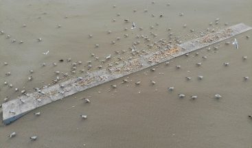 Kısıtlamada ortalık martı ve kargalara kaldı