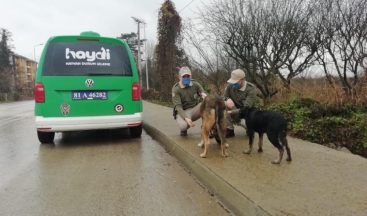 Kısıtlamada sokak hayvanlarını beslediler