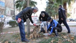 Kızıltepe’de sokak hayvanlarının sağlık kontrolleri yapılıyor