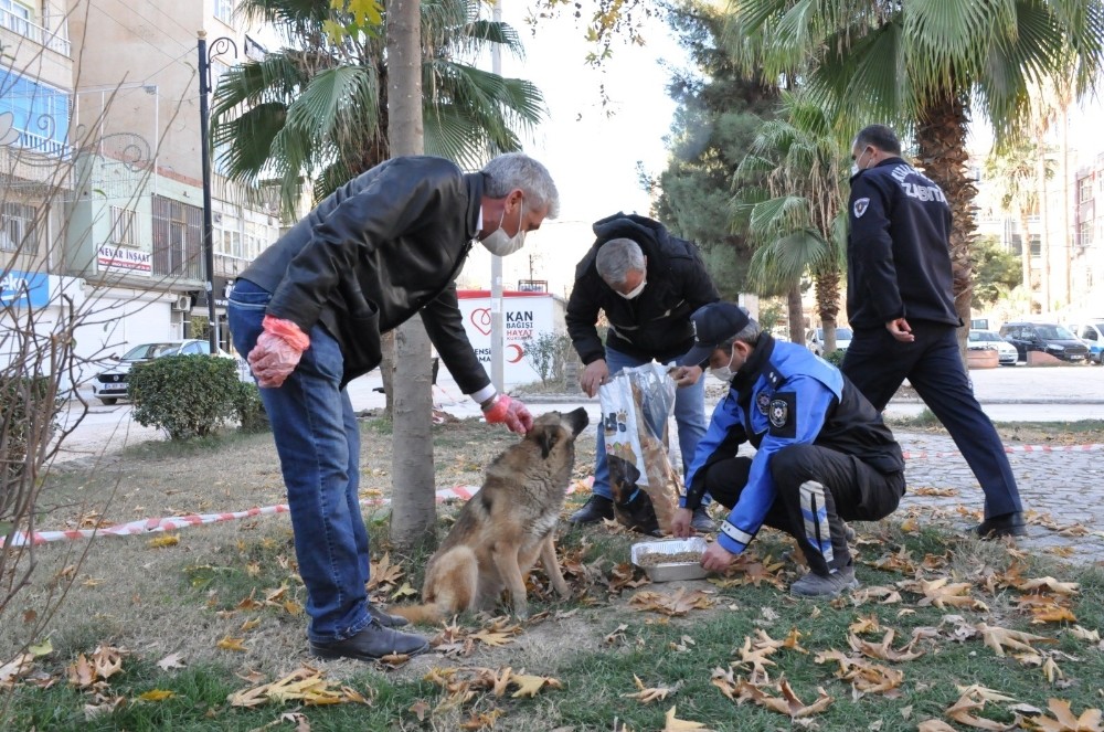 Kızıltepe’de sokak hayvanlarının sağlık kontrolleri yapılıyor