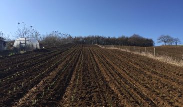 Kocaeli’nin tüm ilçelerinde tıbbi bitkiler yetiştirilecek