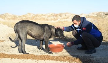 Konya Büyükşehir sokağa çıkma kısıtlamasında sokak hayvanlarını unutmadı