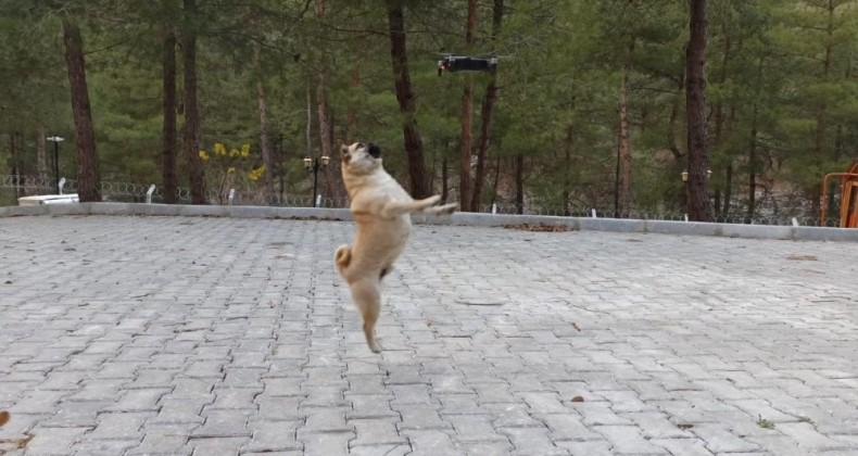 Köpeklerin drone ile imtihanı