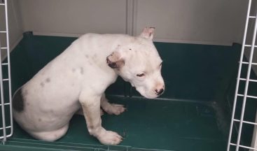 Kulakları kesilen Pitbull tedavi altına alındı