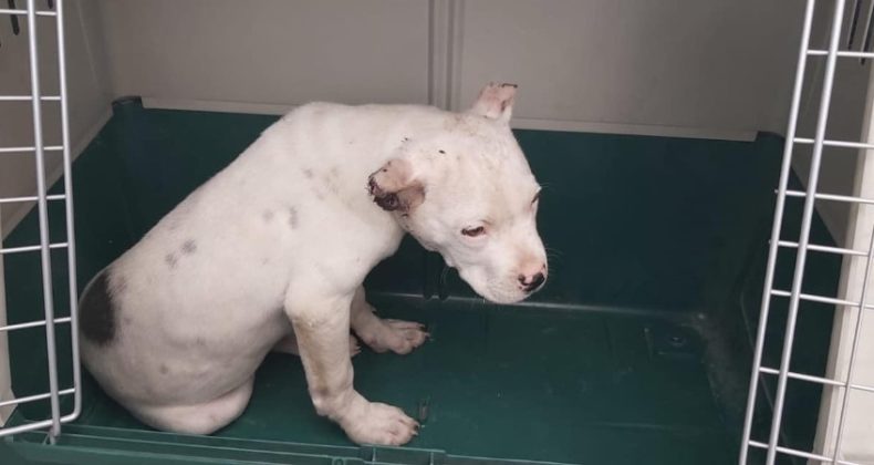 Kulakları kesilen Pitbull tedavi altına alındı