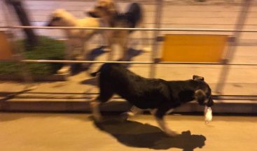 Kullanılıp yere atılan maske ve eldivenler tehlike saçıyor