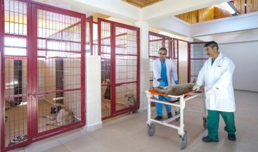 Malatya’da sokak hayvanlarının bakımına itina