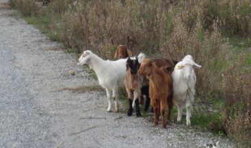 Manavgat’ta kayıp keçileri jandarma buldu