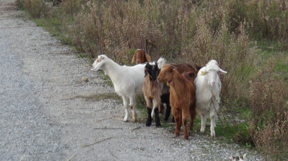 Manavgat’ta kayıp keçileri jandarma buldu