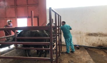 Mandalarda Suni Tohumlama Uygulamasının Yaygınlaştırılması Projesi başladı