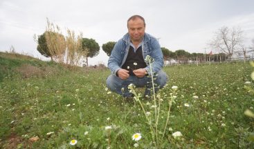 Manisa’da papatyalar açtı çiftçiler tedirgin oldu