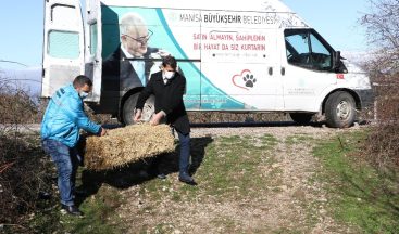 Manisa’da yılkı atları ve yaban hayvanları unutulmadı