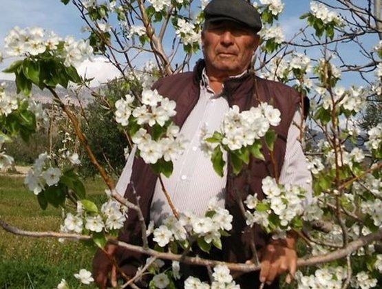 Mersin’de armut ağacı çiçek açtı