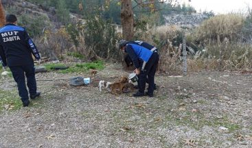 Mut’ta sokak hayvanları unutulmadı