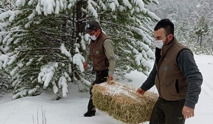 Nallıhan’da yaban hayvanları unutulmadı