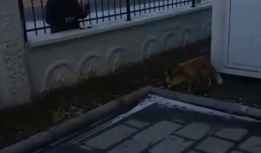 Okul bahçesine indi, müdür elleriyle besledi