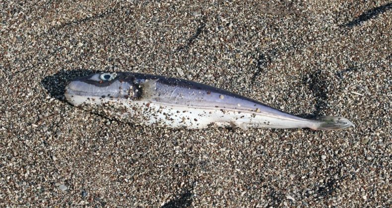 Olta balıkçılarının avlayıp denize attığı ölü balon balıkları fırtına sonrası sahile vurdu