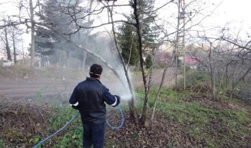 Ordu’da fındık bahçeleri büyükşehire emanet
