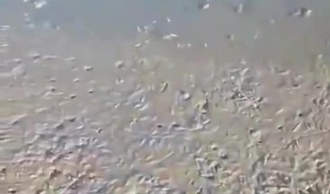 Ömerli Barajında korkutan görüntü: Yavru balıklar ölüm tehlikesiyle karşı karşıya