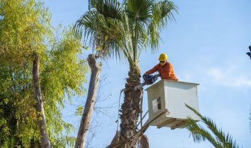 Sahildeki palmiyeler budanıyor