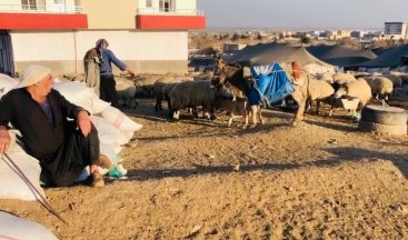 Şanlıurfa’da göçerler mera alanı bulamıyor