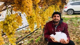 Sarıgöl’de kar altında üzüm hasadı