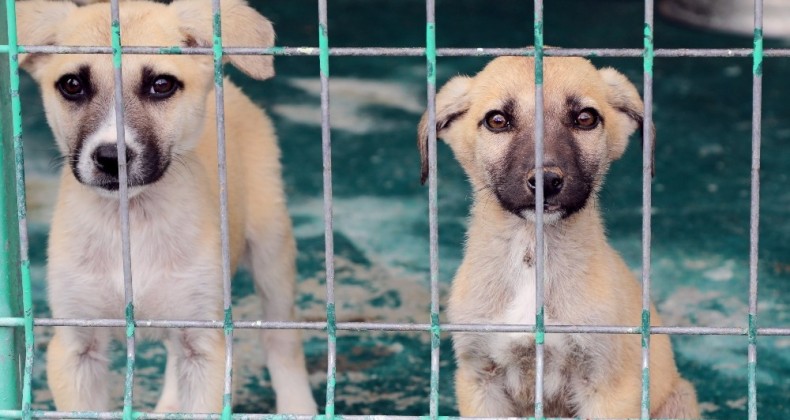 Satın alma sahiplen