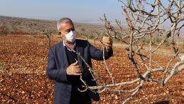 Sıcak ve kuraklık nedeniyle fıstık ağaçları erken uyandı