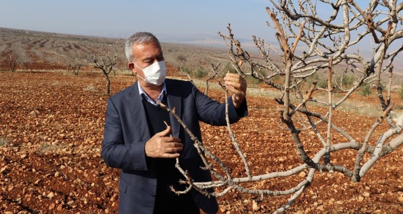 Sıcak ve kuraklık nedeniyle fıstık ağaçları erken uyandı
