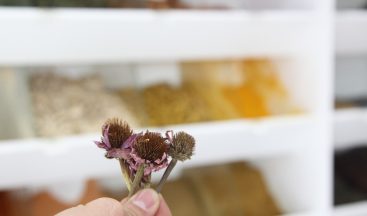 Sıcaklık farkının vücuda zararına ekinezya çaylı çözüm