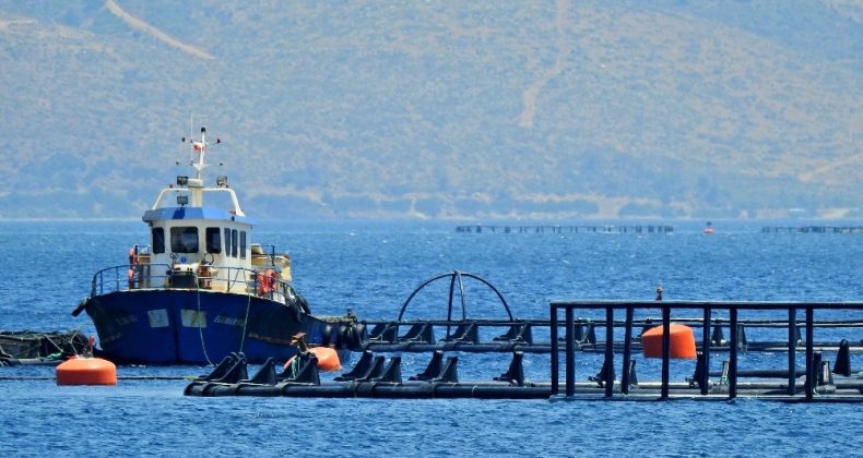 Sığacık’ta orkinos üretim çiftliğine 5. kez iptal