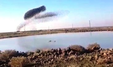 Sığırcık kuşlarının gökyüzündeki dansı görenleri hayran bıraktı