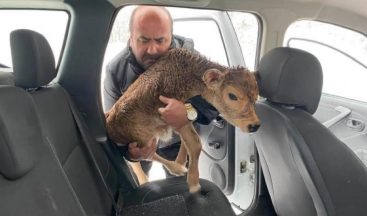 Soğuktan donmak üzere olan buzağıyı arabasına alarak kurtardı