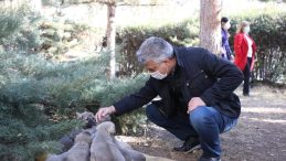 Sokak hayvanları için yem ve mama bırakıldı