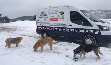 Sokak hayvanları karlı havada da unutulmadı