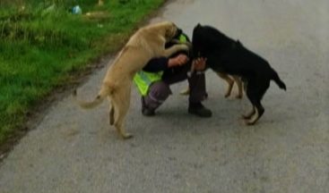 Sokak hayvanları kendileri besleyen belediye ekiplerini heyecanla karşıladı