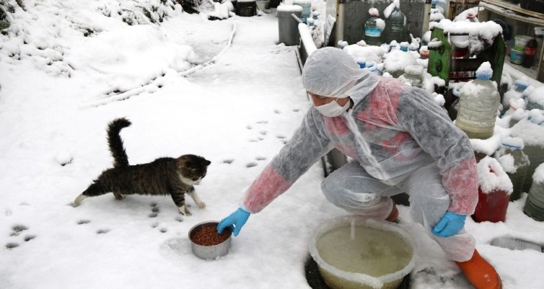 Sokak hayvanları unutulmadı