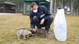 Sokak hayvanlarına şefkat eli