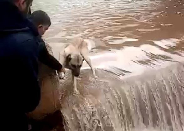 Su bendinde mahsur kalan köpeği canları pahasına kurtardılar