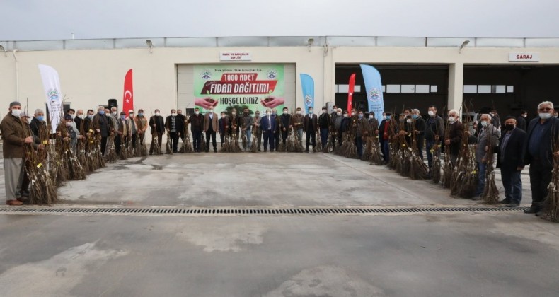 Suluova Belediyesi’nden çiftçilere 1000 adet ceviz fidanı