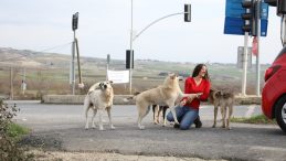 THY’de görevli kabin memurundan sokak hayvanlarına yardım