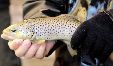 Trabzon’da geçen yıl 2 milyon 100 bin adet yavru doğal alabalık üretildi