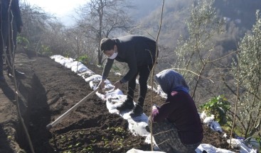 Trabzon’da ilk kez dikimi yapıldı