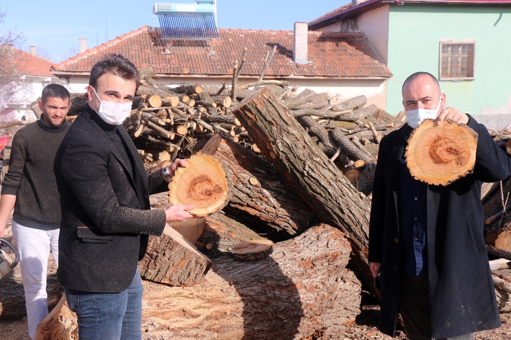 Türk bayrağı figürlü kayısı ağacı bilimsel incelemeye alındı