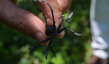Turunçgil uzun antenli böceği Trabzon’da tarım arazilerini tehdit etmeye devam ediyor