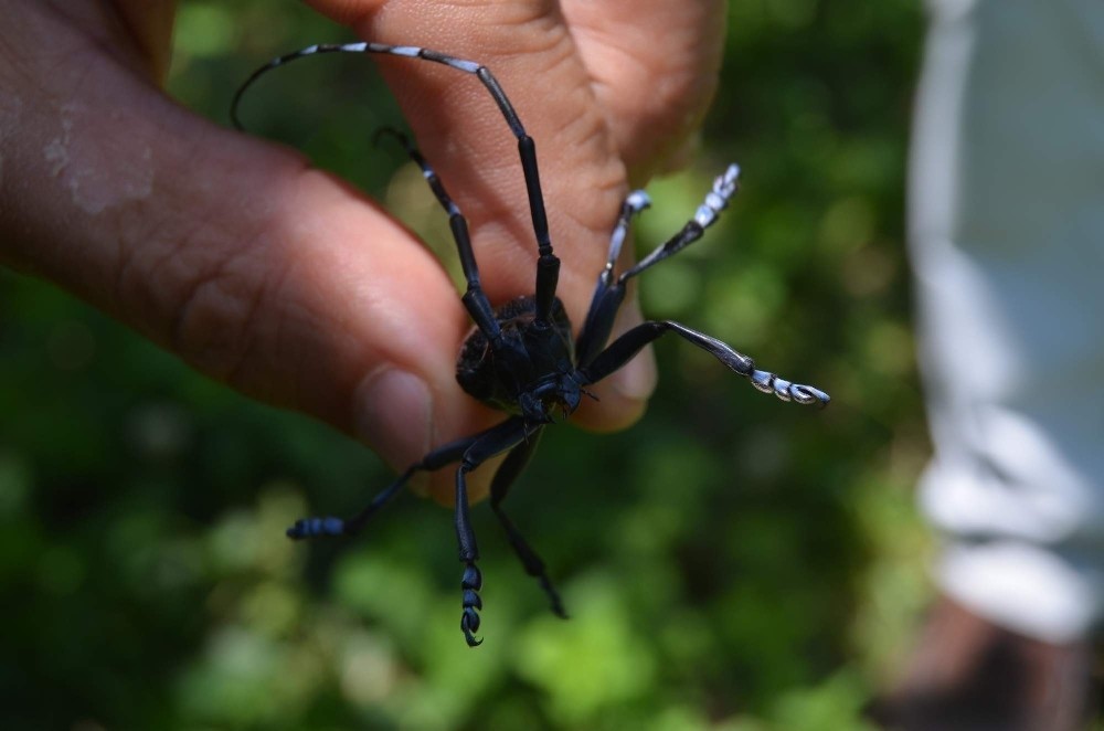 Turunçgil uzun antenli böceği Trabzon’da tarım arazilerini tehdit etmeye devam ediyor